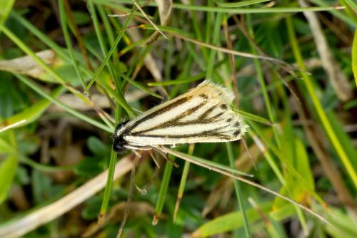 Réf. 213 604 : Setina aurita